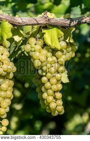 Bunches Of White Wine Muscat Grapes Ripening On Vineyards Near Terracina, Lazio, Italy