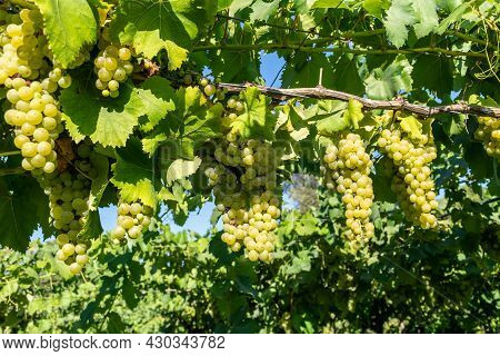 Bunches Of White Wine Muscat Grapes Ripening On Vineyards Near Terracina, Lazio, Italy