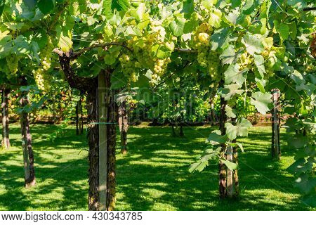 Bunches Of White Wine Muscat Grapes Ripening On Vineyards Near Terracina, Lazio, Italy