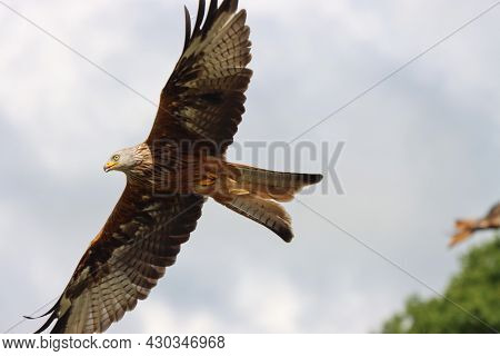 A Red Kite Close Up In Flight
