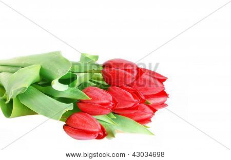 Tulipaner