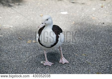 The Radjah Shelduck Is Brown And White With A Pink Bill