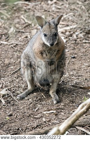The Tammar Wallaby Is Standing On Its Hind Legs