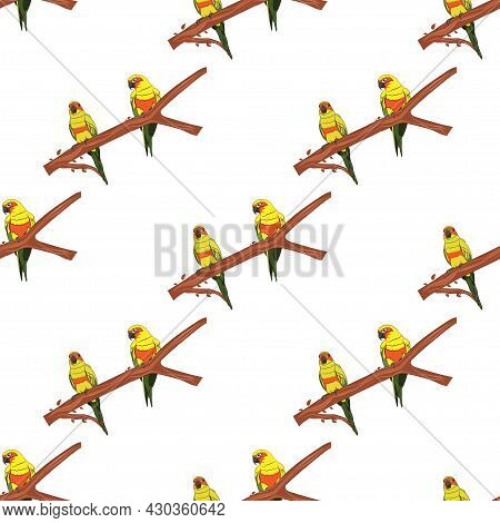 Seamless Graphics Drawing Sun Conure Parrots On A Branch Of The Tree For Pattern Wallpaper Vector Il