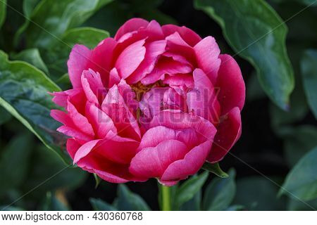 Flower Semi-double Pink Peony Raspberry Charm, Paeonia Lactiflora   In Summer Garden On Natural Blur