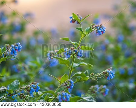 Beautiful Blue Flowers Of Symphytum Caucasicum, Also Known As The Beinwell, Blue Comfrey, Or Caucasi