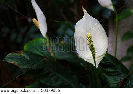 Spathiphyllum Wallisii, Commonly Known As Peace Lily, White Sails.