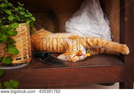 A Cute Small Cat Sleeping With Her Paw Stretched.
