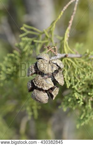 Italian Cypress - Latin Name - Cupressus Sempervirens Pyramidalis