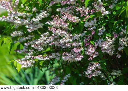 Shrub With Beautiful White And Pink Full Flowers - Deutzia Scabra Flowering In Spring