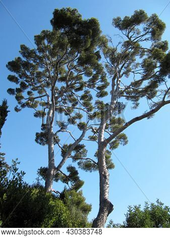 Pine Crowns On A Background Of Blue Sky