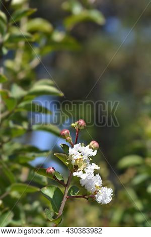 Crepe Myrtle White Sensation - Latin Name - Lagerstroemia Indica White Sensation
