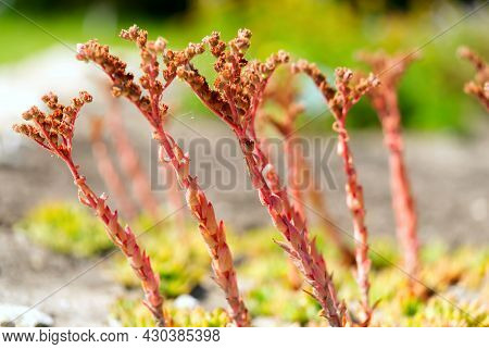 Semprevivum Cantabricum Summer Time Macro Picture Close Up