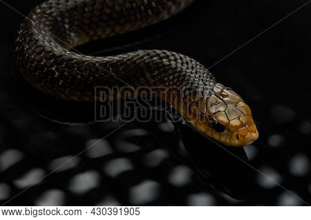 Drymarchon On The Black Background Of Cameos, Fog. Snake Art