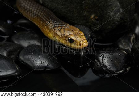 Drymarchon On The Black Background Of Cameos, Fog. Snake Art