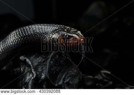 Drymarchon On The Black Background Of Cameos, Fog. Snake Art