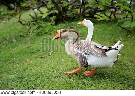 Lakeside Goose Birds