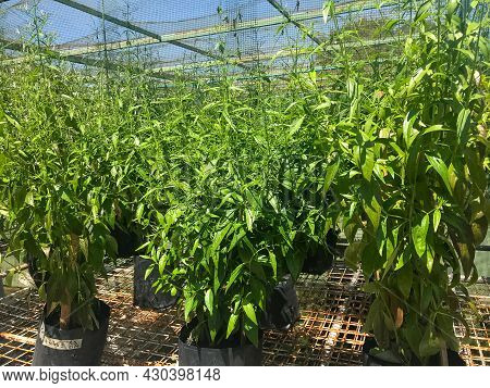 Herb Plant, Andrographis Paniculata Plant Organic Farm At Thailand