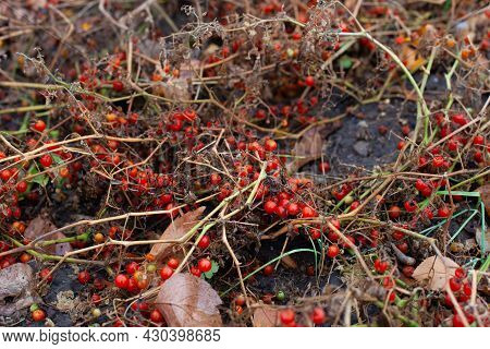 Dry Bushes With Pink Fruits.cleaning Branches Of Small Tomatoes In Garden Destroyed Due Prolonged Dr