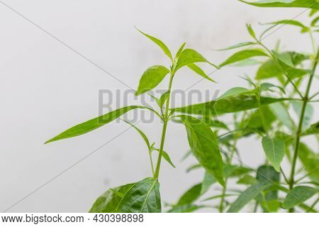Herb Plant, Andrographis Paniculata Plant Organic Farm At Thailand