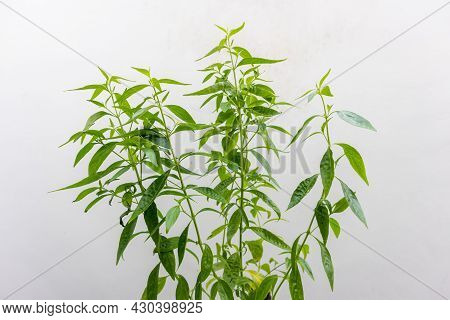 Herb Plant, Andrographis Paniculata Plant Organic Farm At Thailand