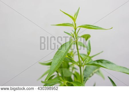 Herb Plant, Andrographis Paniculata Plant Organic Farm At Thailand