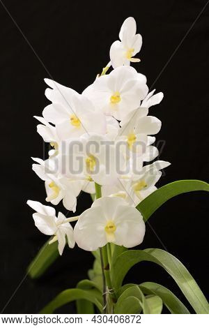 White Orchid Flowers In The Garden On A Black Background