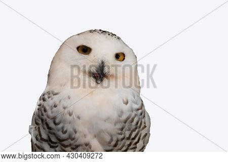 Beautiful Eagle Owl Sitting On The Stone. Wildlife Scene From Nature.