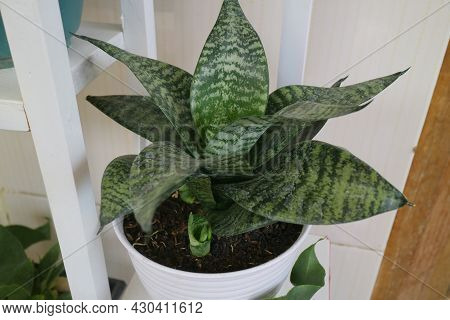 Beautiful And Unique House Plant Called Sansevieria Hahnii Green