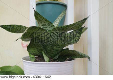 Beautiful And Unique House Plant Called Sansevieria Hahnii Green