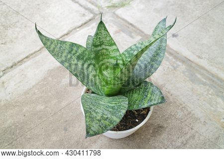Beautiful And Unique House Plant Called Sansevieria Hahnii Green