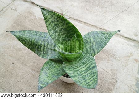 Beautiful And Unique House Plant Called Sansevieria Hahnii Green