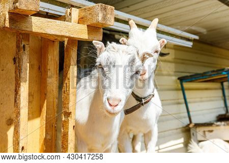 Cute Free Range Goatling On Organic Natural Eco Animal Farm Freely Grazing In Yard On Ranch Backgrou
