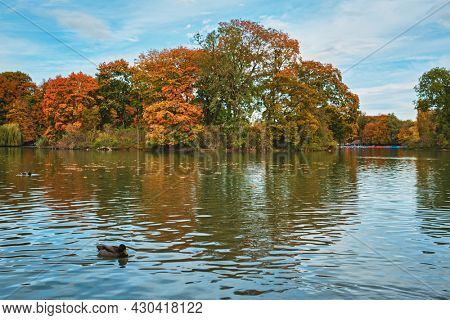 Ducks in a lake in Munich English garden Englischer garten park. Autumn colours on trees and leaves reflecting in water. Munchen, Bavaria, Germany