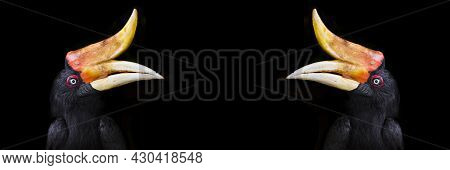 Hornbill Great Hornbill, Great Pied Hornbill, Hornbill, Selective Focus