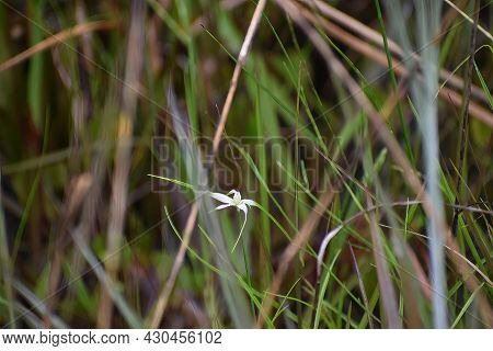 Whitetop Sedge Aka Starrush Whitetop In The Swamp