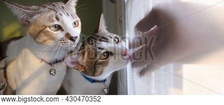 Two Cats Are Paying Attention To Human Hands. Outside The Door