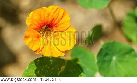 An image of a beautiful Nasturtium flower
