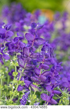 Clary Sage (salvia Horminium) Flowers