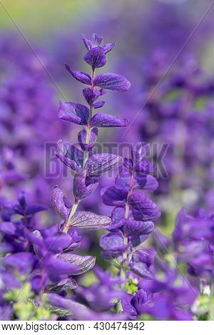 Clary Sage (salvia Horminium) Flowers