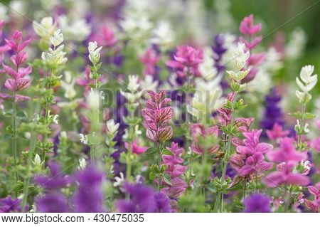 Annual Sage (salvia Horminium) Flowers In Bloom