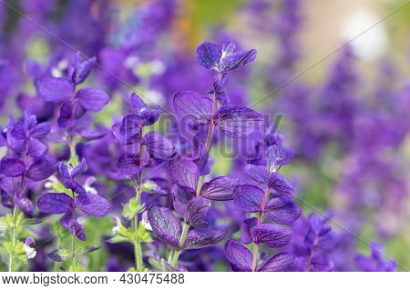Annual Sage (salvia Horminium) Flowers