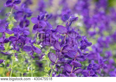 Annual Sage (salvia Horminium) Flowers