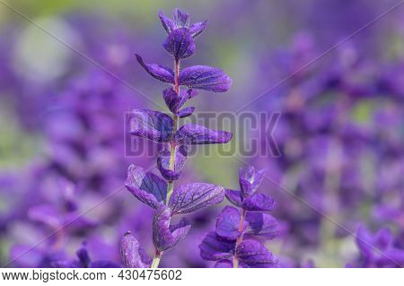 Annual Sage (salvia Horminium) Flowers