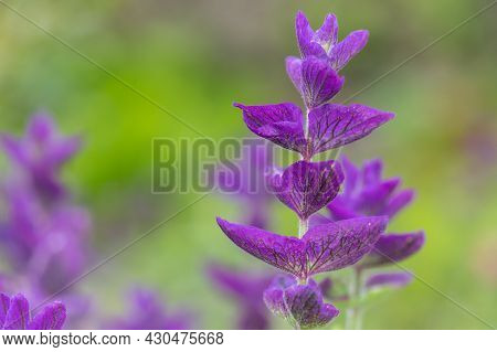 Close Up Of Purple Annual Sage (salvia Horminium) Flowers In Bloom