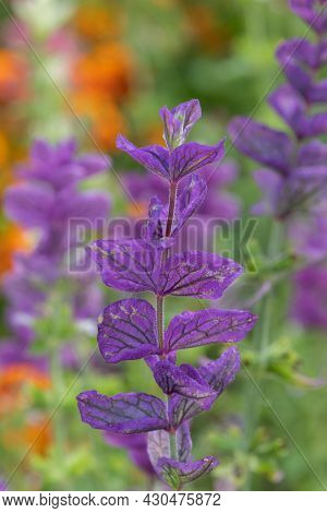 Clary Sage (salvia Horminium) Flowers