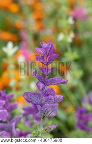 Annual Sage (salvia Horminium) Flowers