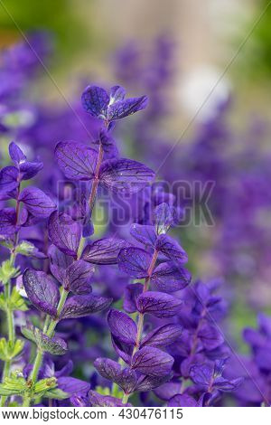 Clary Sage (salvia Horminium) Flowers