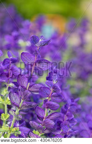 Annual Sage (salvia Horminium) Flowers