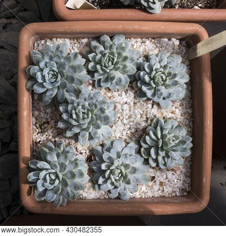 Close Up Of Succulent Echeveria Plant, Growing Beautiful Succulents Of Echeveria, Succulent Cactus